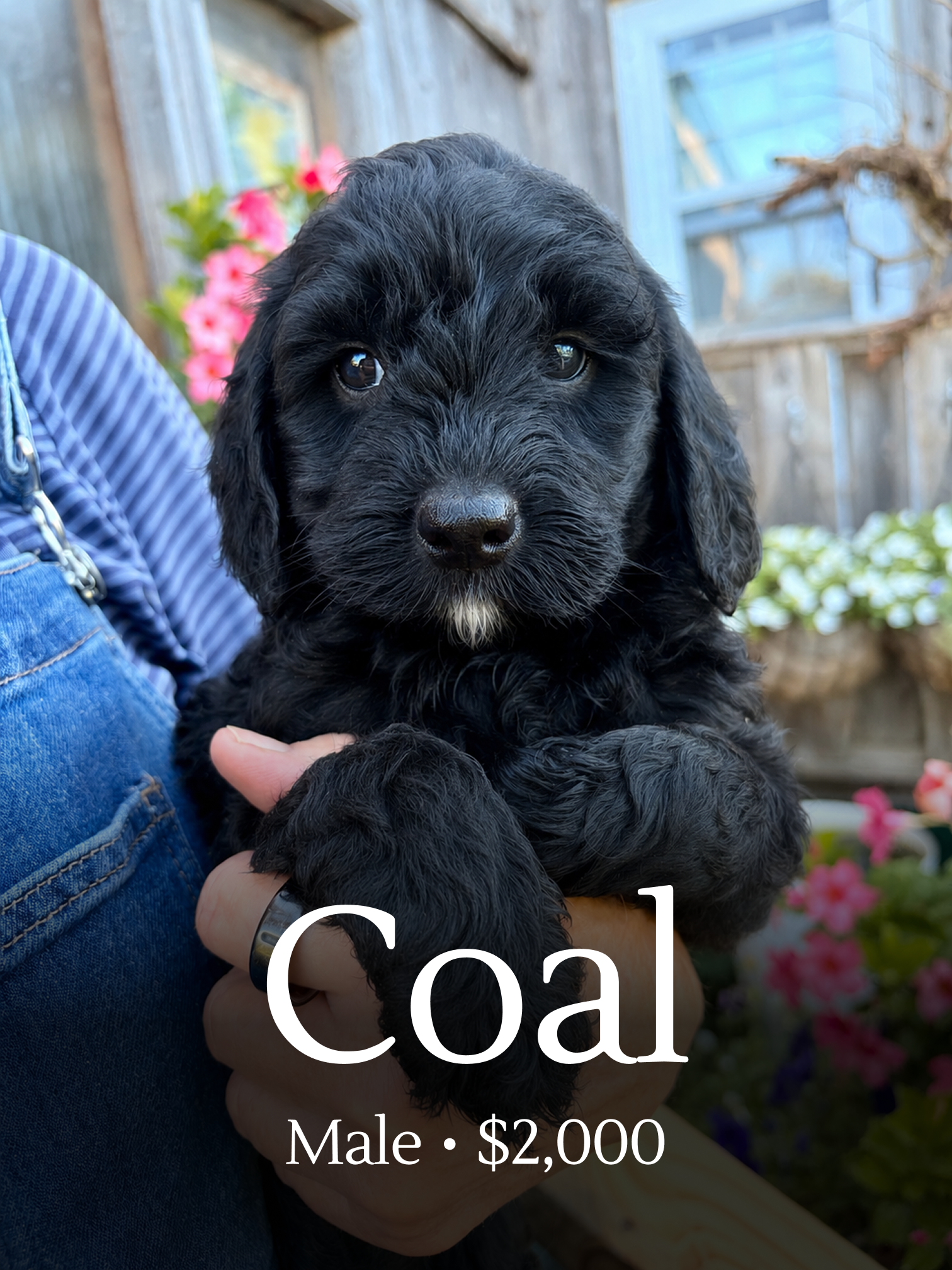 Coal