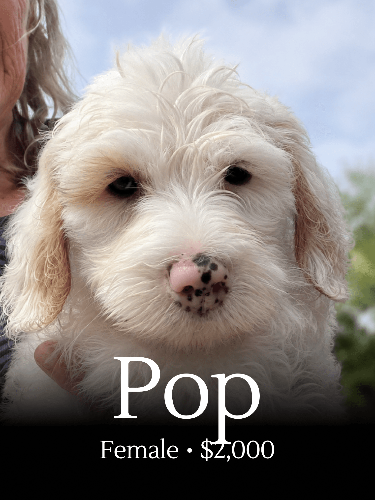 Pop